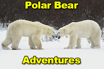 Polar Bear Adventure Network